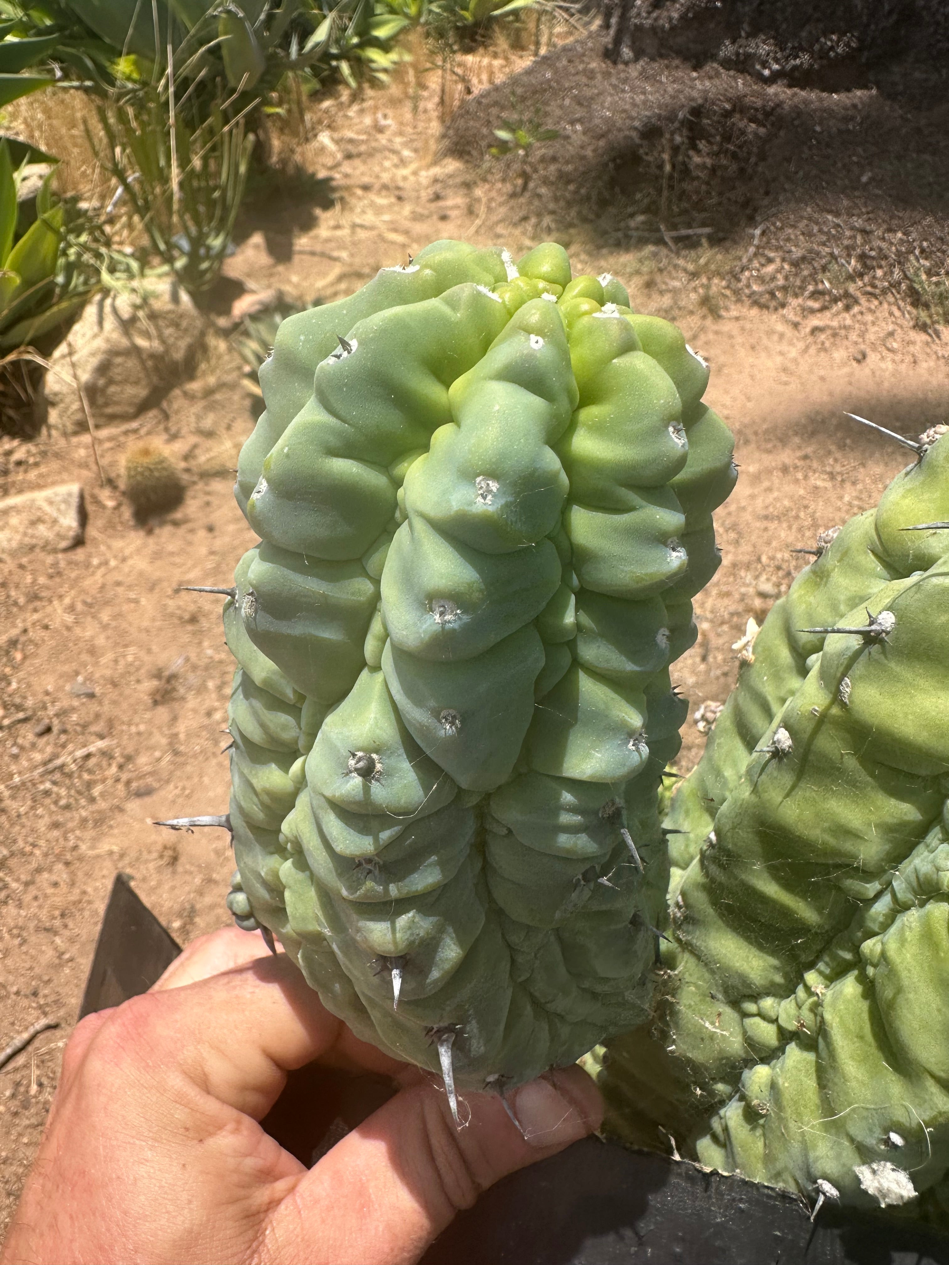👑💎 Glorp — 6.5” Pup