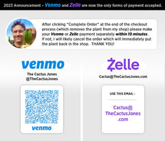 🌶️🌶️ Dulzura Restocked (Again) — 10”  TIPS