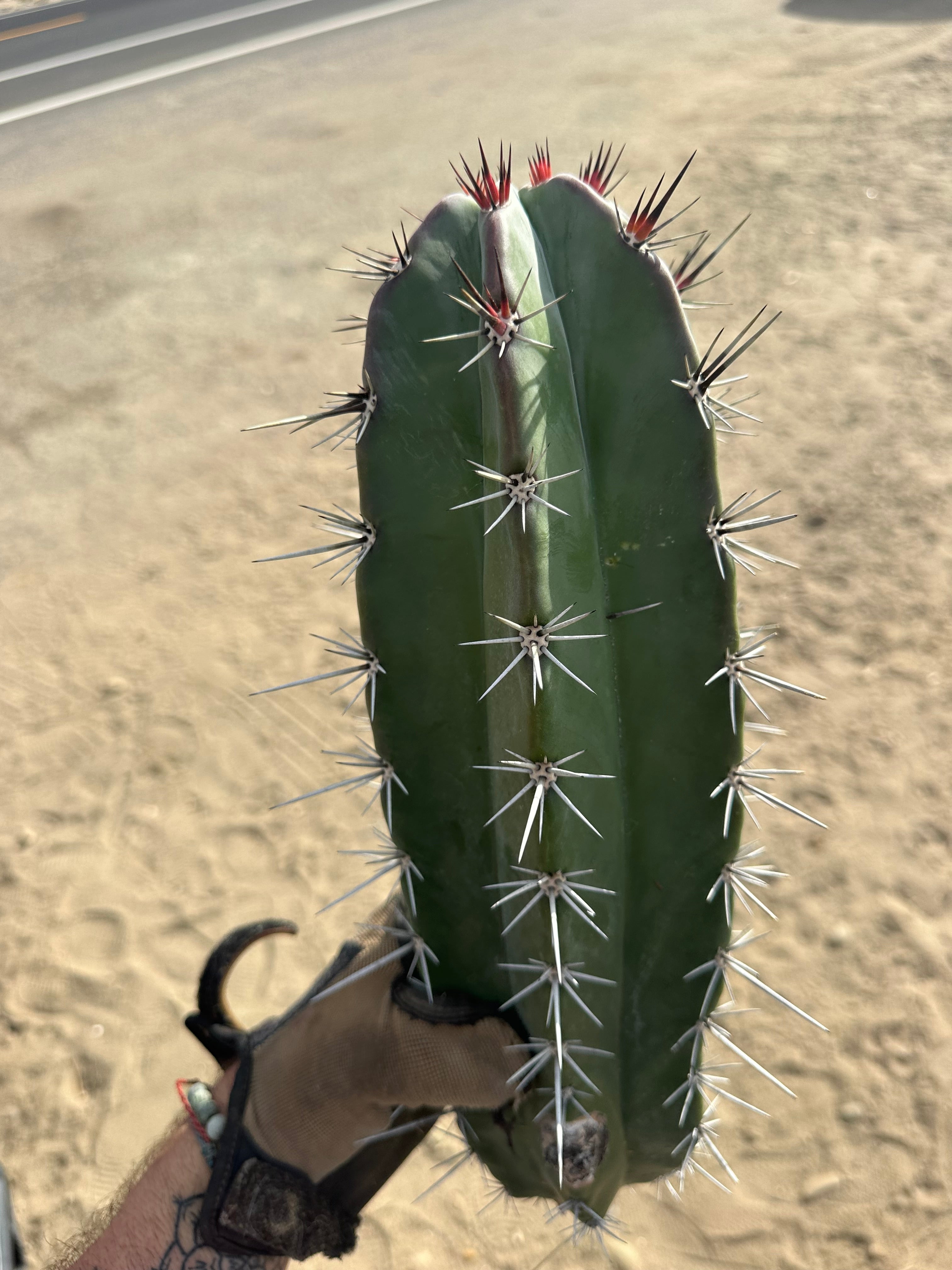 Stenocereus Huasticorum — XL 15” Pup