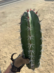 Stenocereus Huasticorum — XL 15” Pup