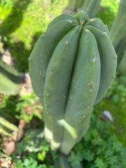 👑🌶️ Jonesy07 — FAT 10” Tip