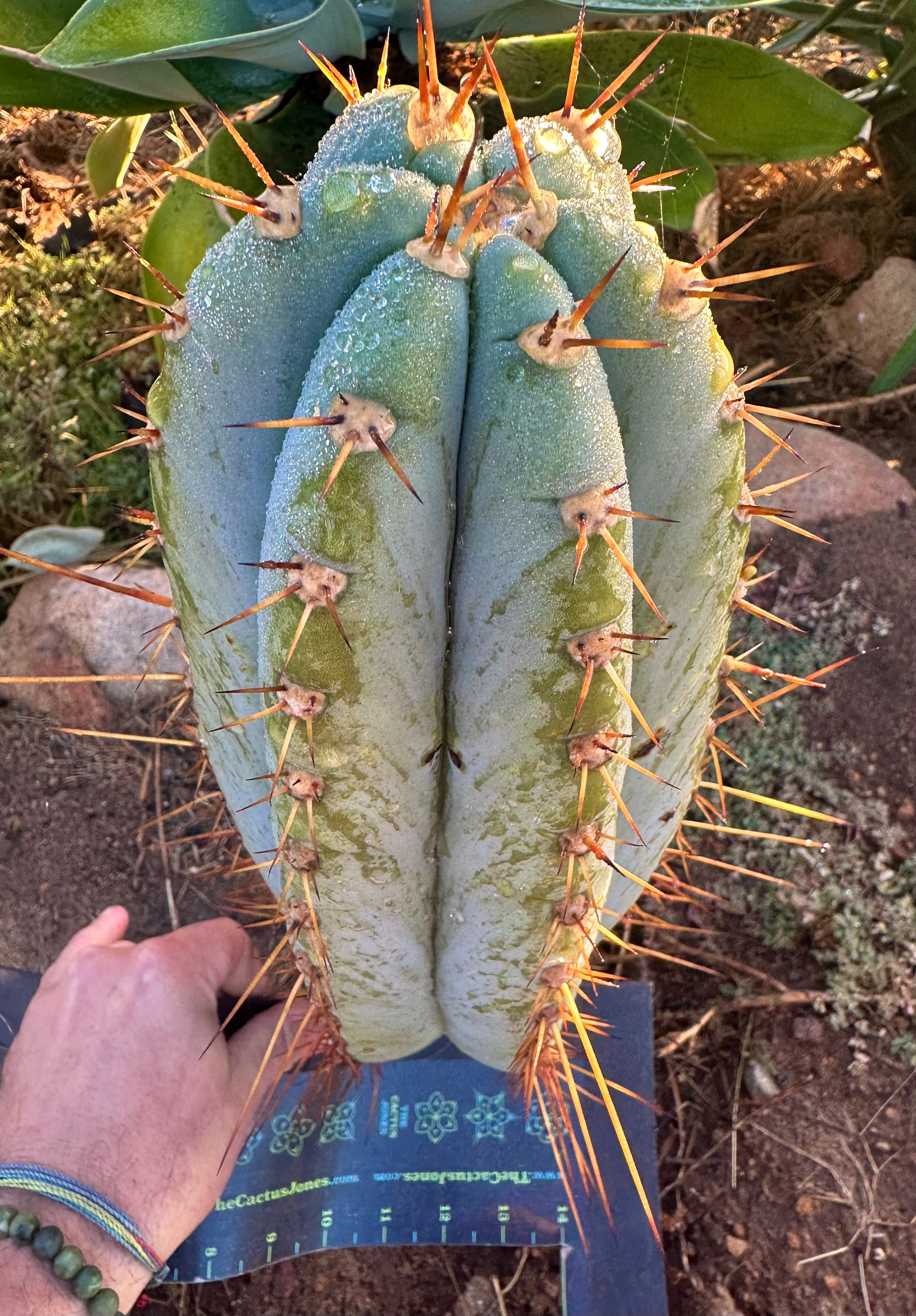 💎👑🌶️ CGG — XL 14” Bomb Pup