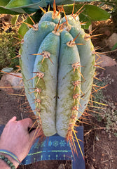 💎👑🌶️ CGG — XL 14” Bomb Pup