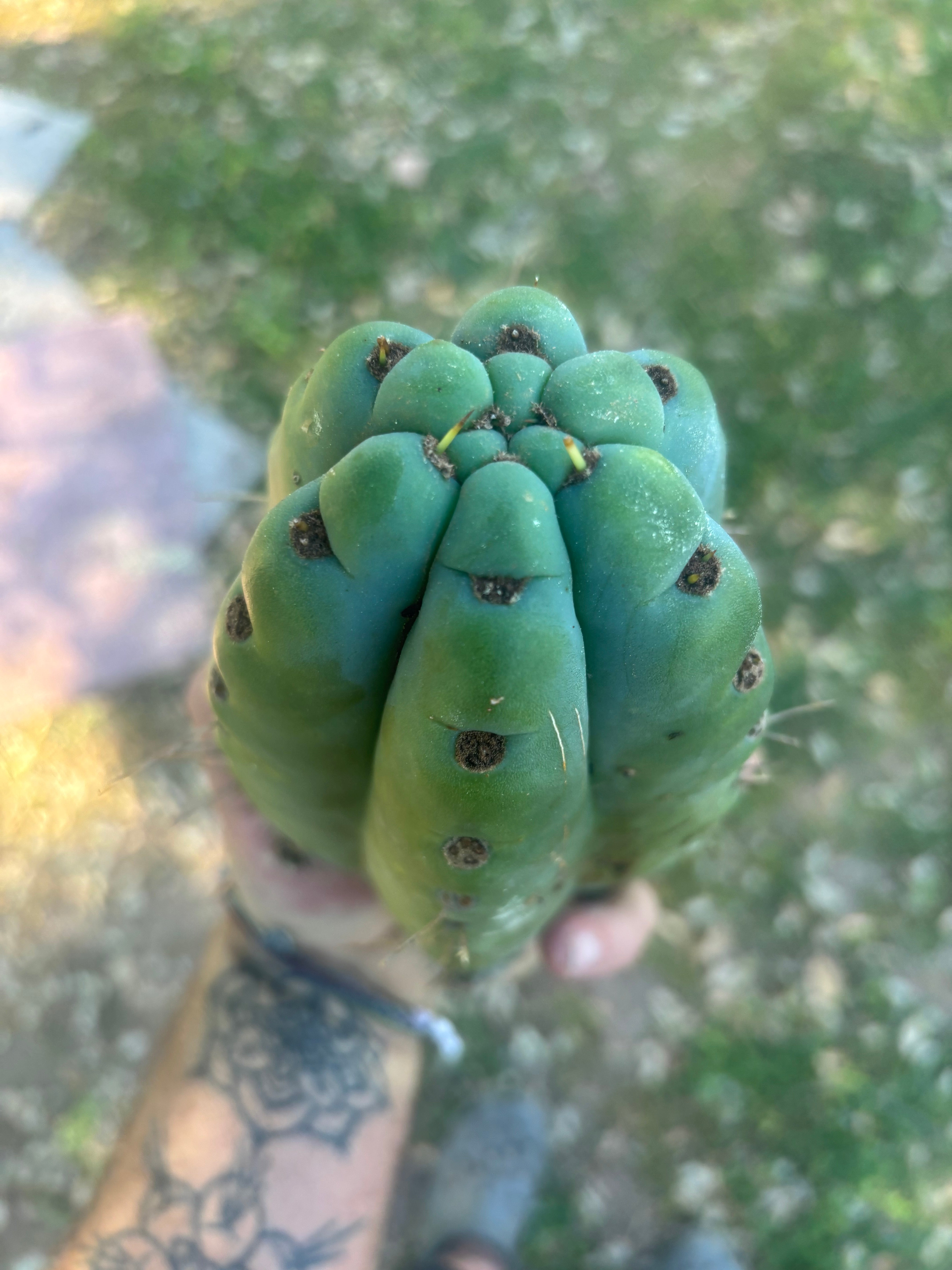 💎🌶️🌶️ NOM —  8” Tip Chonk