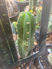👑🌶️ Huari — 10” Tip