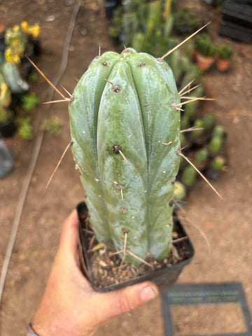 👑🌶️ Psycho0’  — Fat 9” Rooted Tip