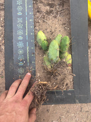 👑🌶️🌶️  TBM Clone B — Fully Rooted