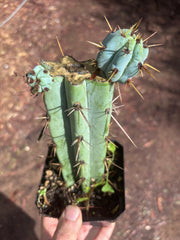 🌶️ Psycho0’ x OTB — Rooted Mid with Pups