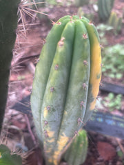 💎 Vari Pachanoi — 7.5” Tip