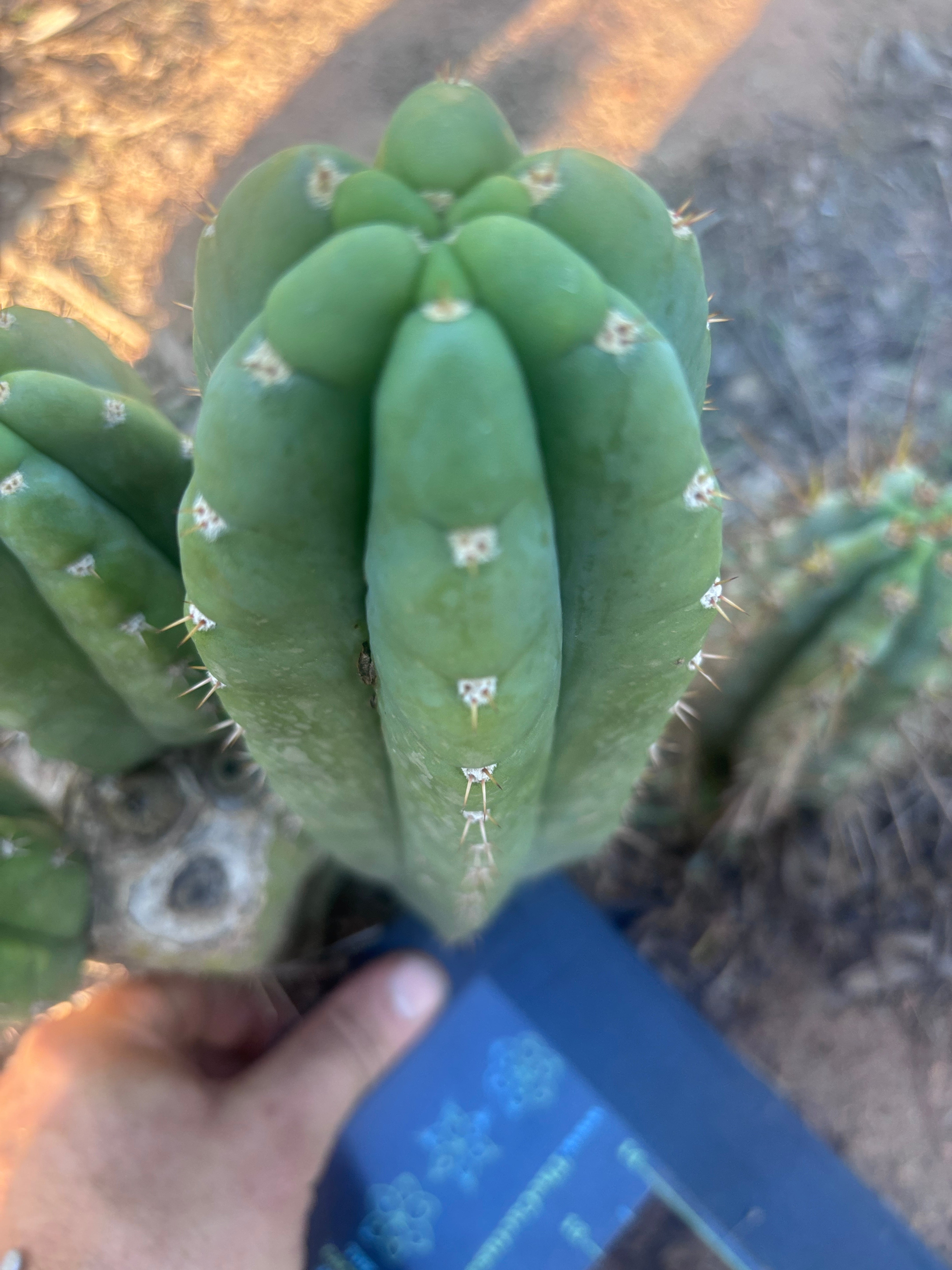 👑💎🌶️ Bob’s Colossus—  Chonky 8” Pup