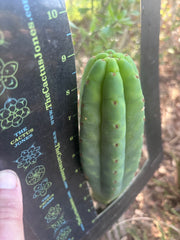 💎👑🌶️🌶️ KR04 — 9” Tip