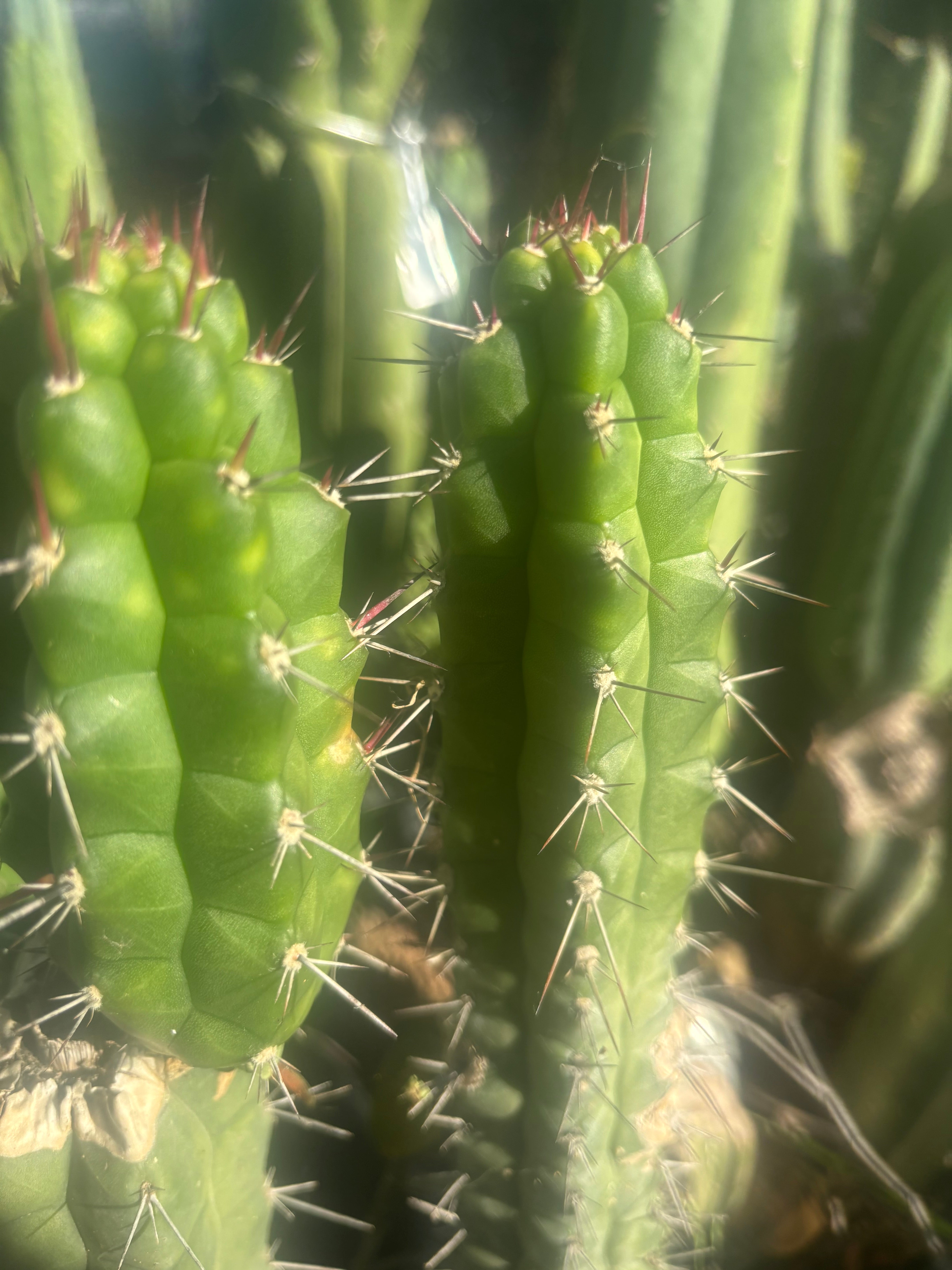 💎👑 Rauhocereus Riosaniensis — 9” Tip