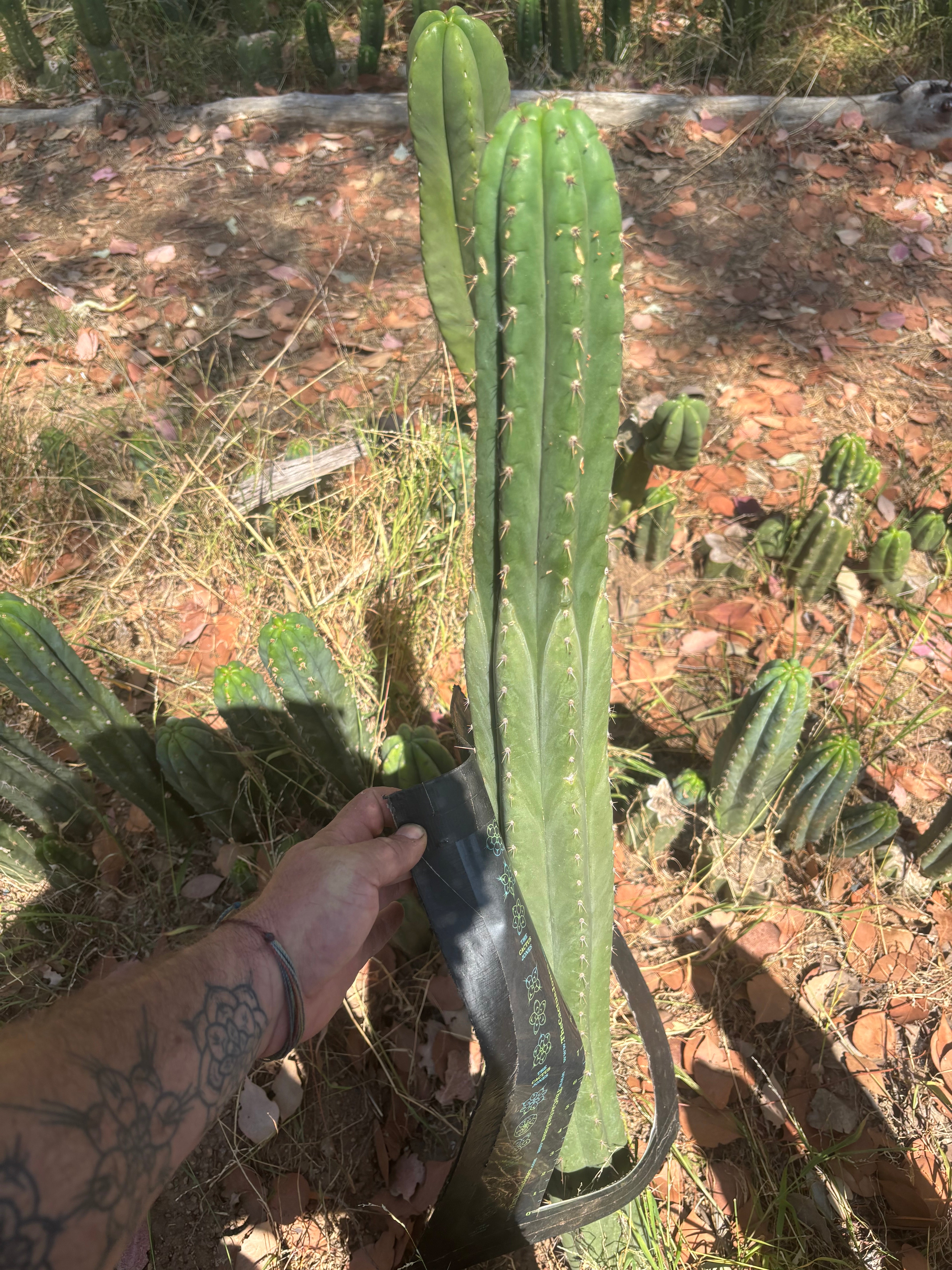 💎👑🌶️ KK339 — 3 1/2 Feet! (42 Inch Column, w/ Roots)