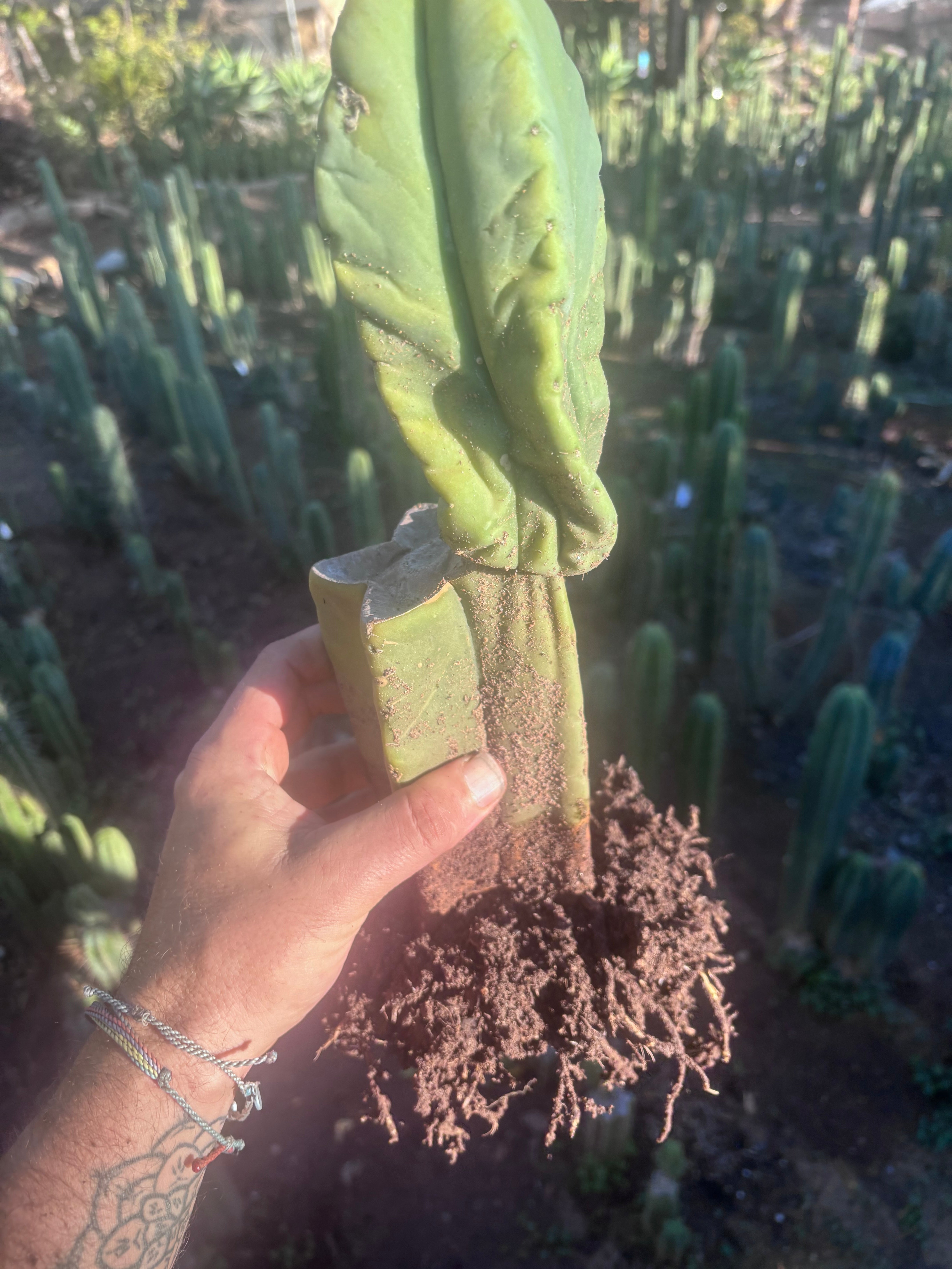 👑💎🌶️ Zulk — Rooted Mid with FourWang Pup