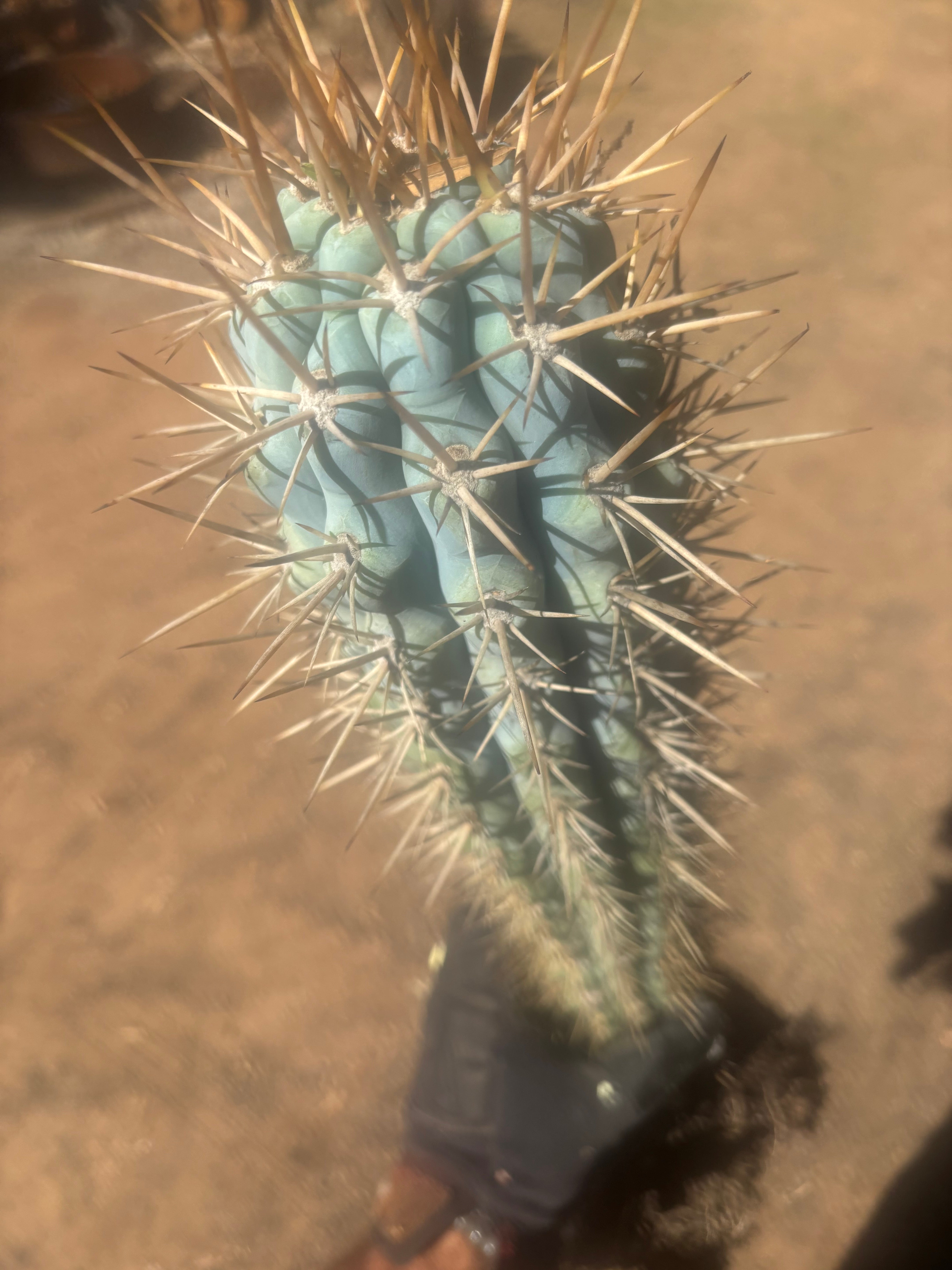 💎 Browningia Hertlingiana — BIG Heavy Rooted 24”