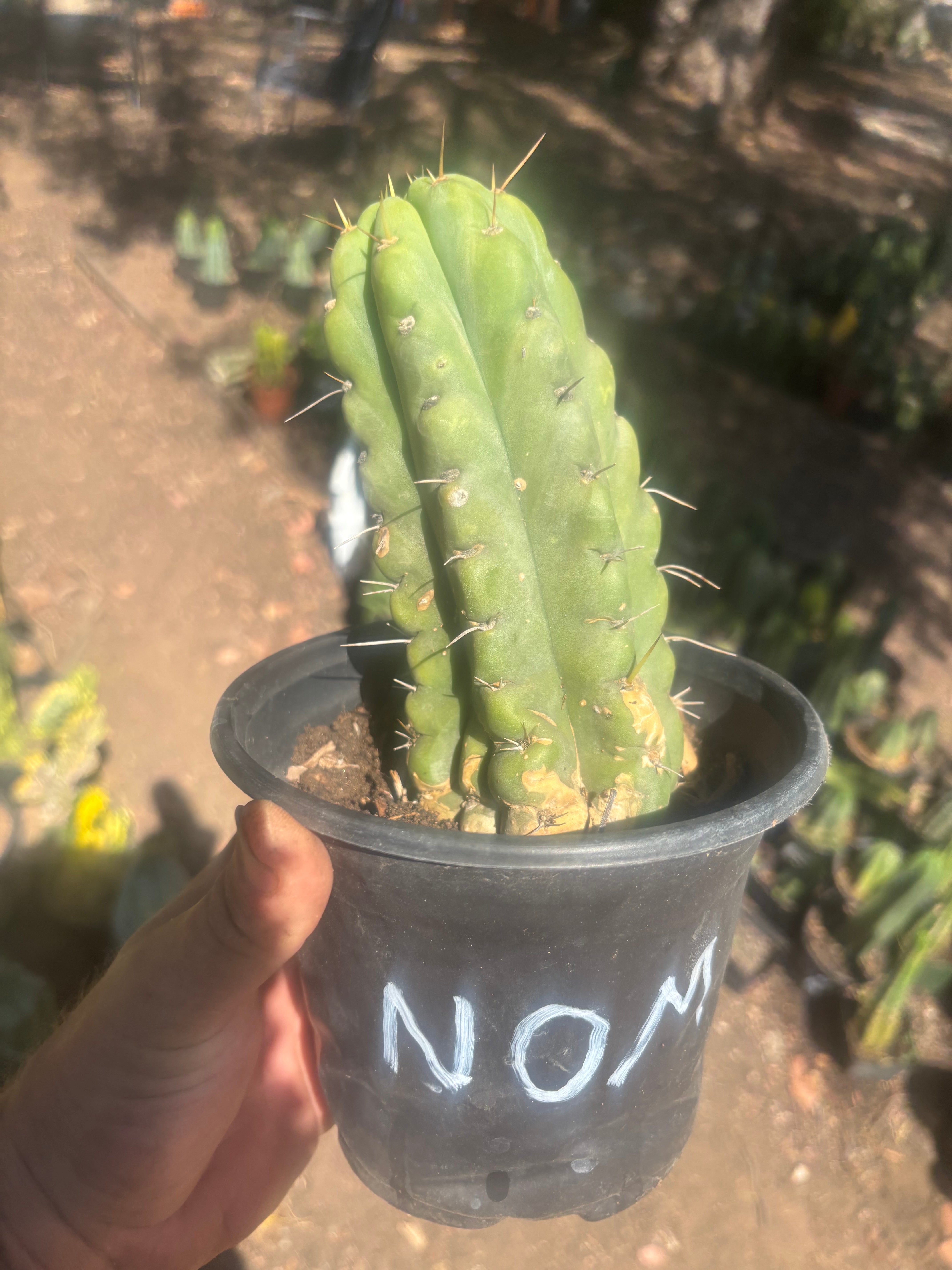 💎💎🌶️🌶️ NOM — Rooted 8” Pup