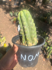 💎💎🌶️🌶️ NOM — Rooted 8” Pup