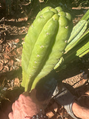 👑🌶️ Lima — 12” Tip