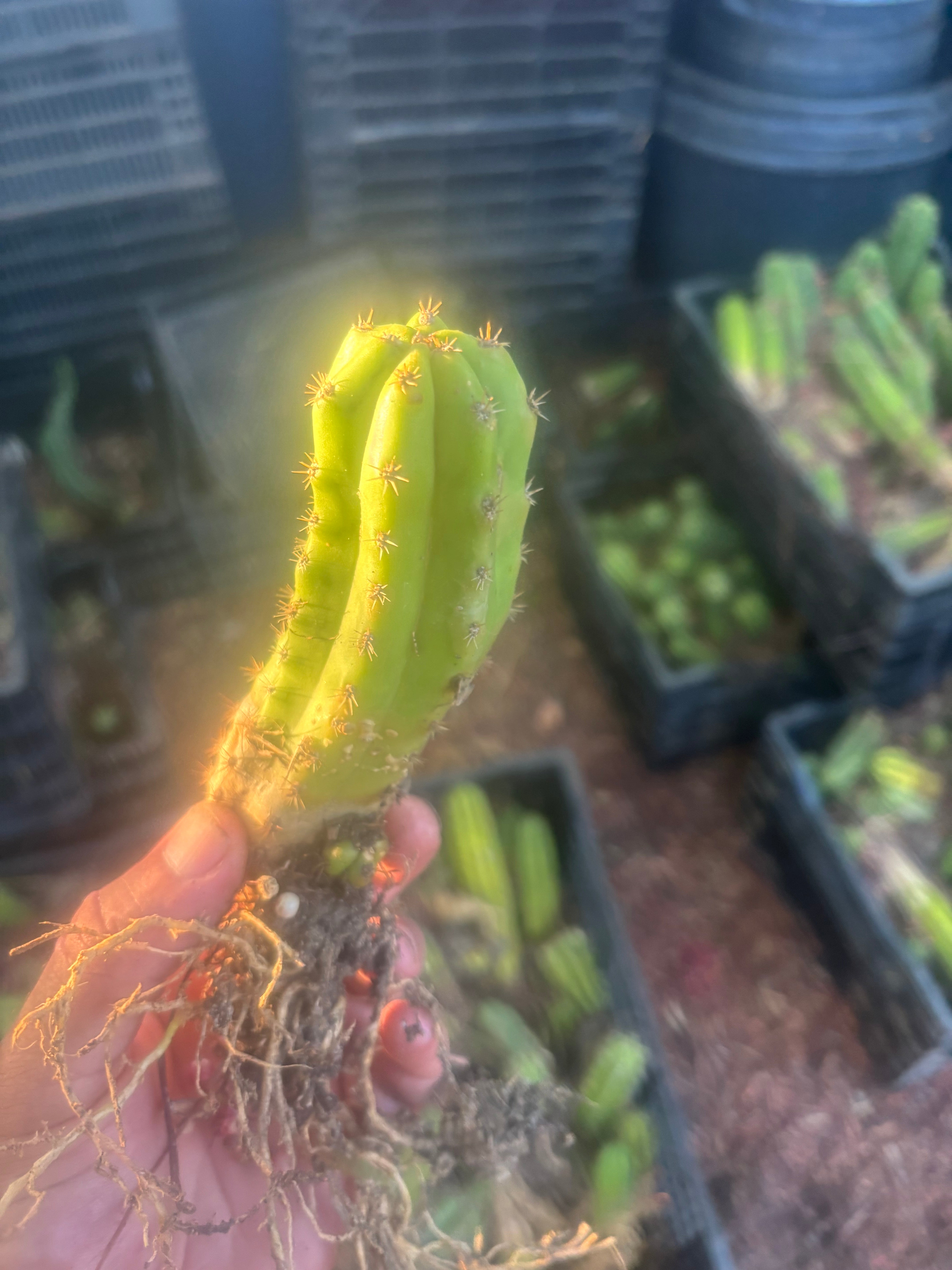 ADD-ON FREEBIE (Restocked!) —  Mystery Yearling