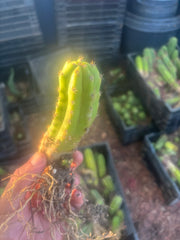 ADD-ON FREEBIE (Restocked!) —  Mystery Yearling