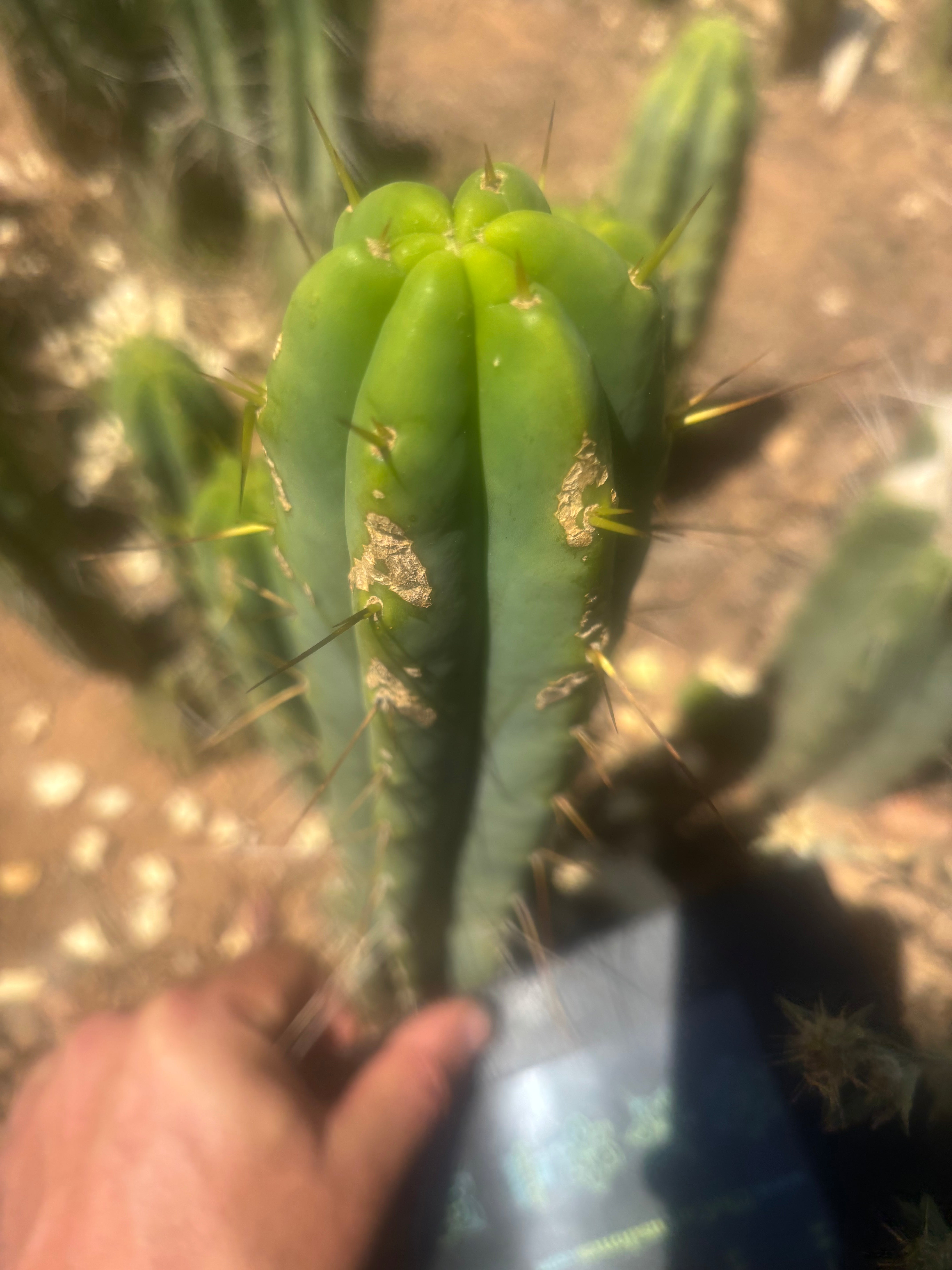 👑🌶️🌶️ Eileen —  10” Tips