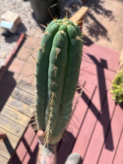 👑💎 Chavin De Huantar — XL 17” Tip