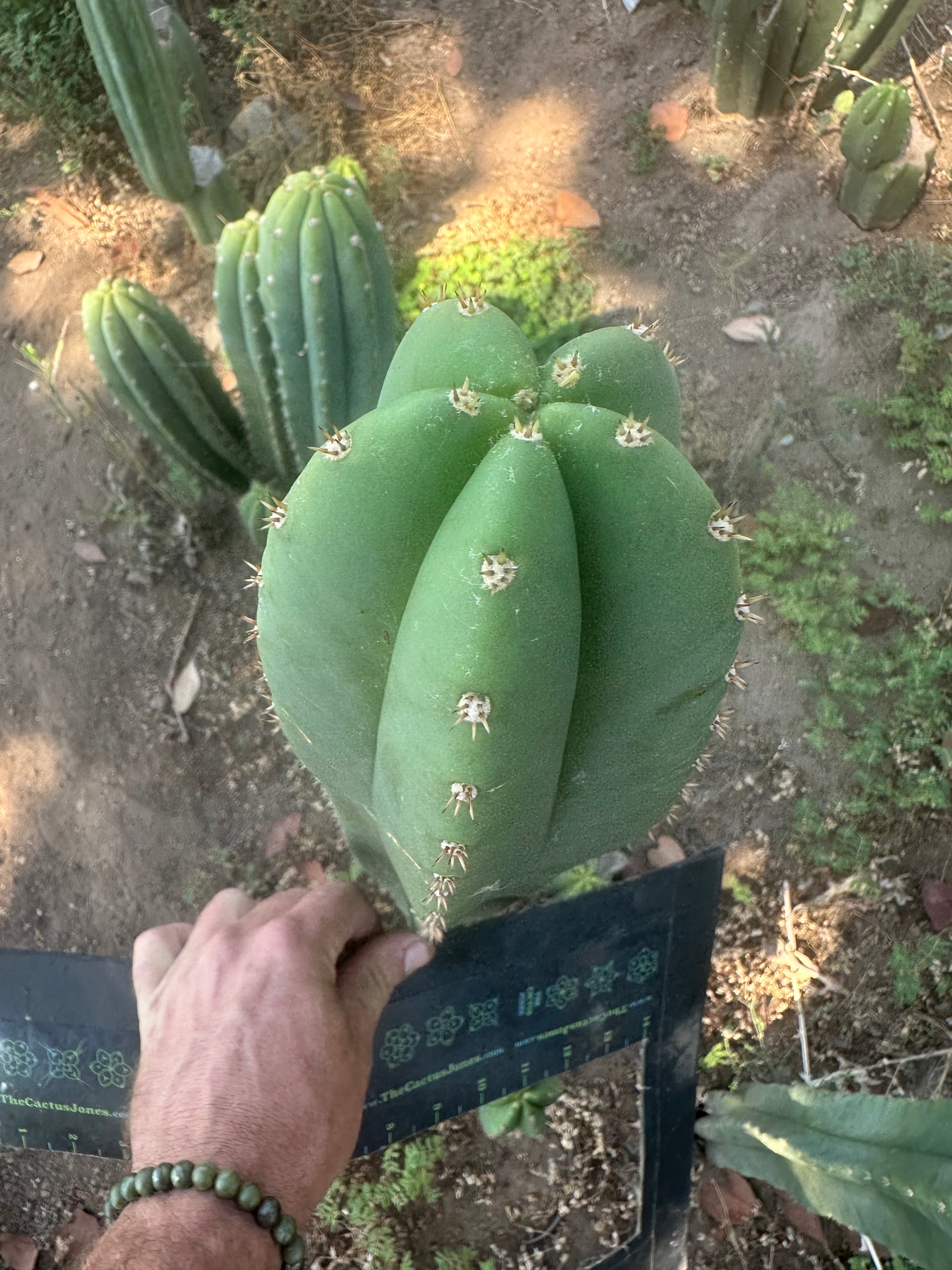 Hulk x Trojan Llama — 14” Tip (XL Cut)