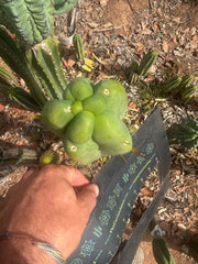 👑💎🌶️ Caballero — Fat 8” Tip