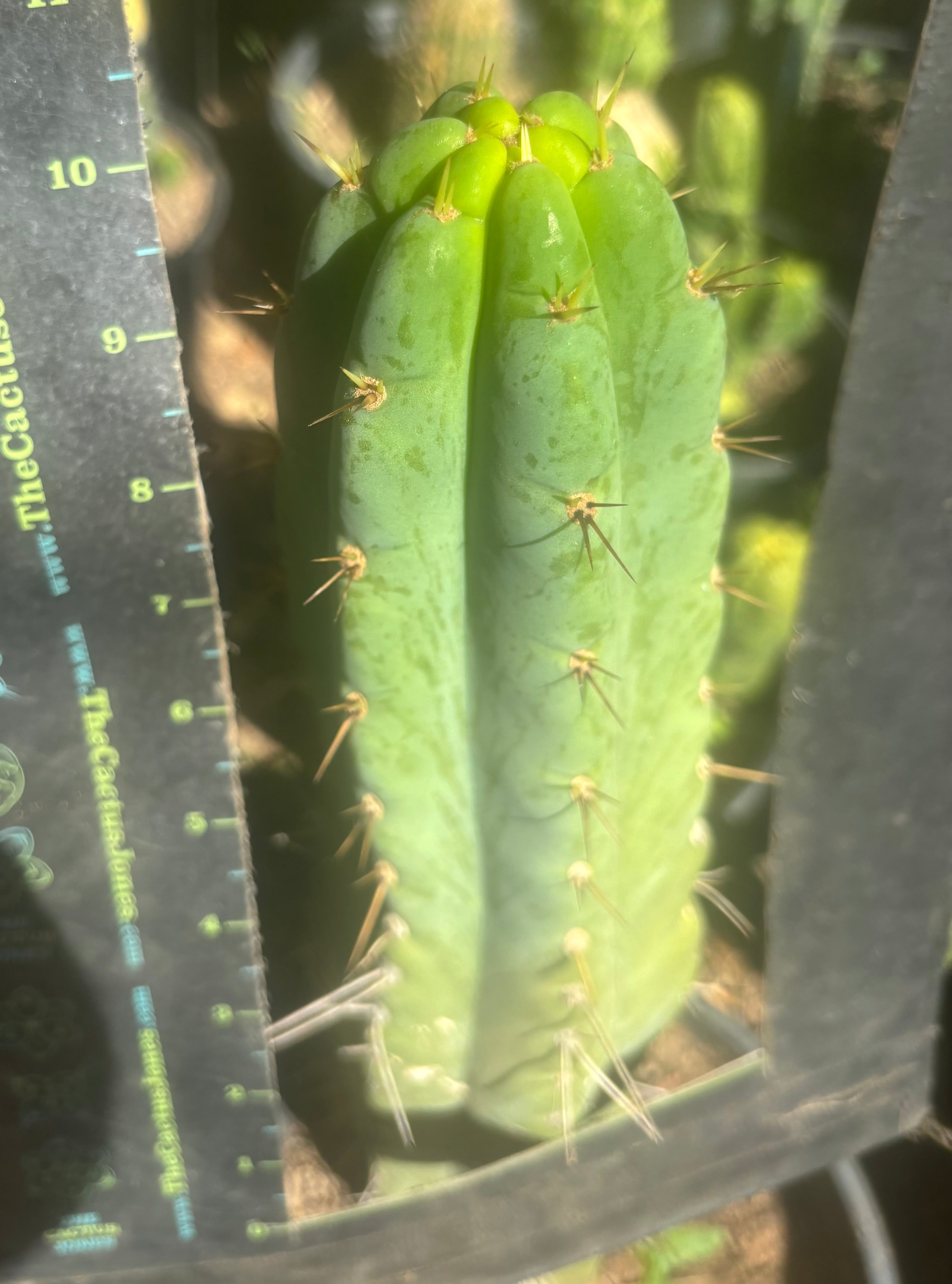 💎🌶️🌶️ NOM — 10” Tip