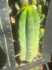 💎🌶️🌶️ NOM — 10” Tip