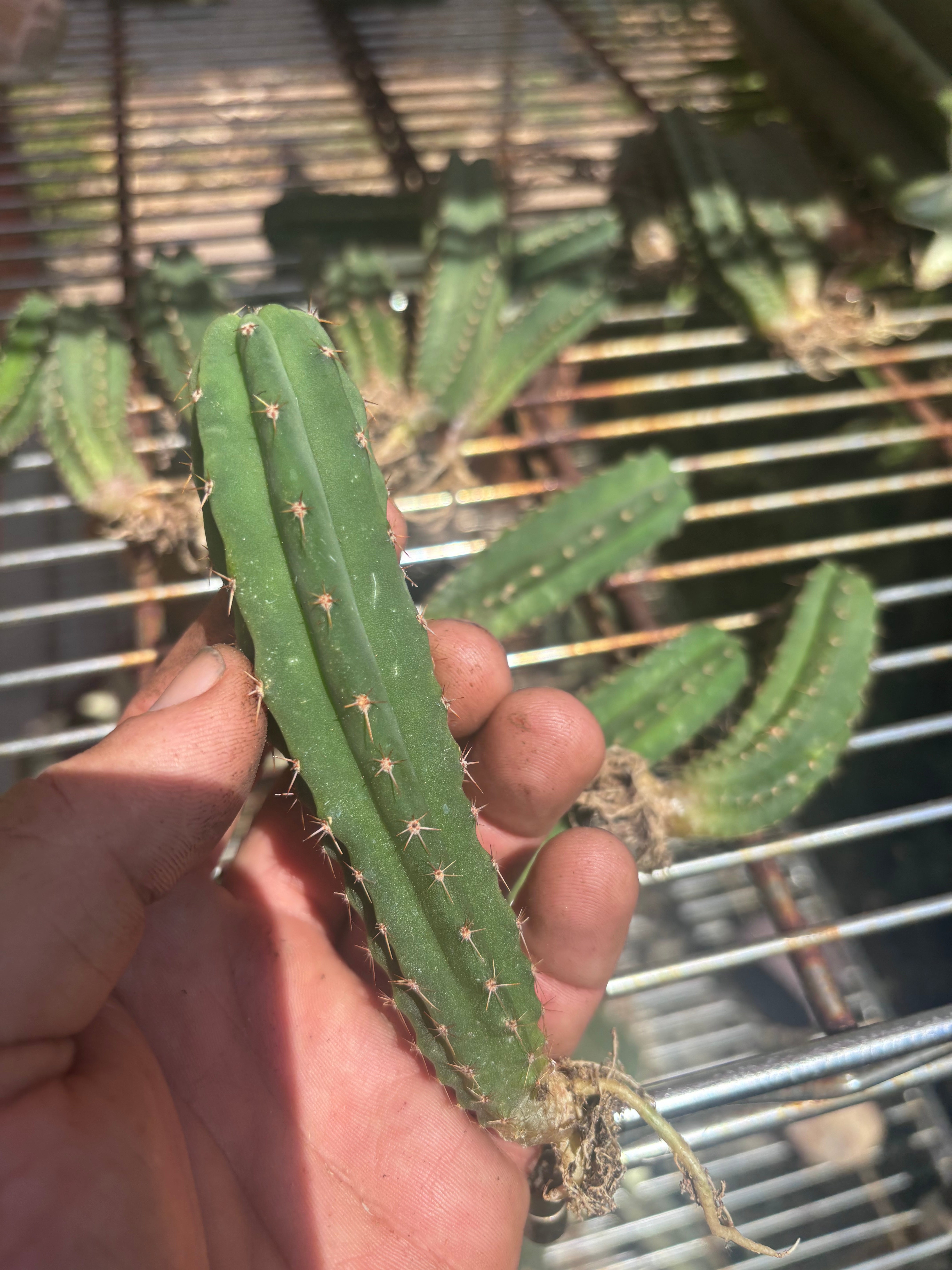 Seedlings — Malo4 x Malo4 — Lot of Four