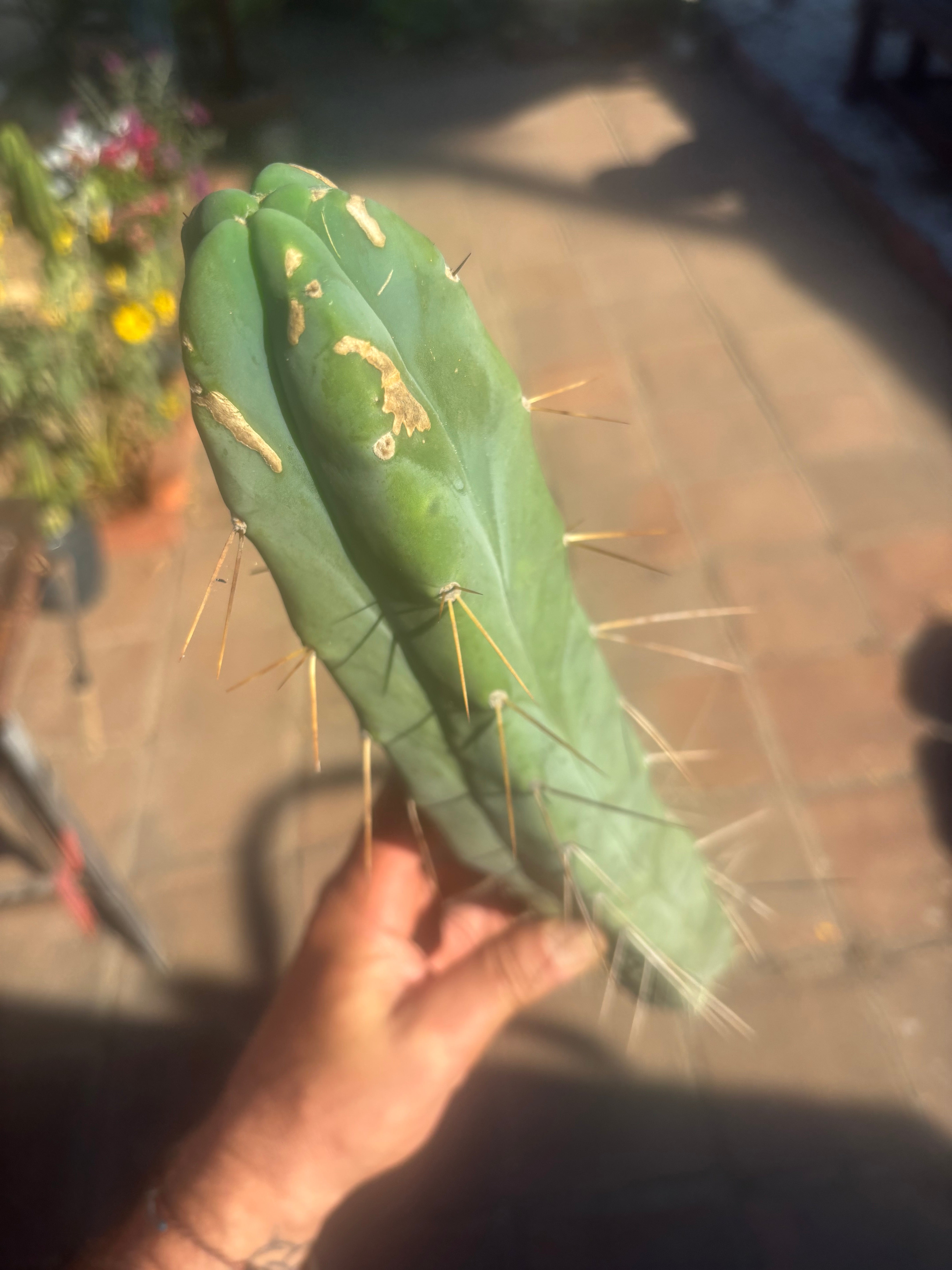 👑🌶️ Kai — 15” Tip