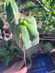 👑🌶️  Mel — 11” Pup