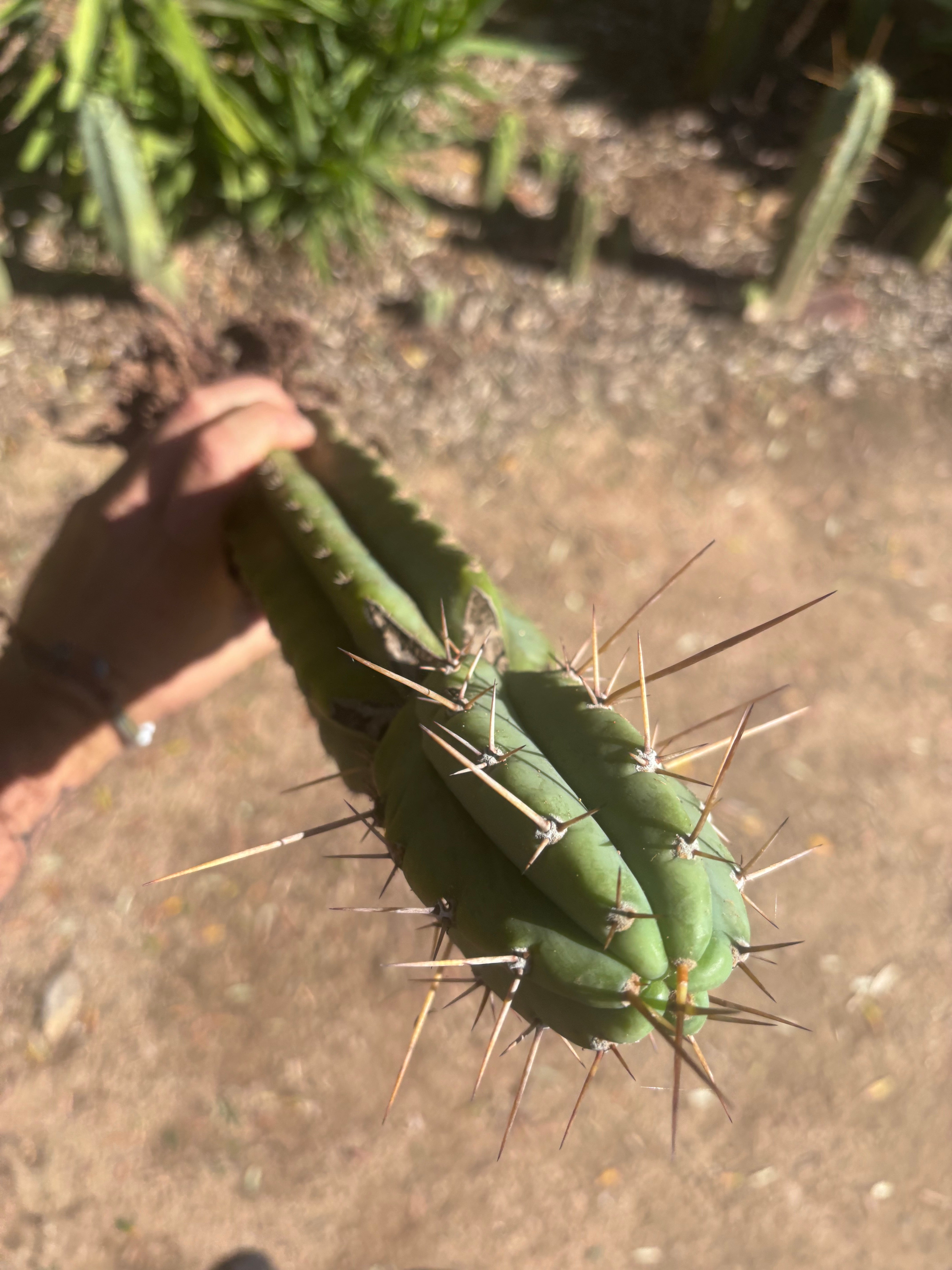 👑🌶️🌶️ Pala! — Rooted XL Graft