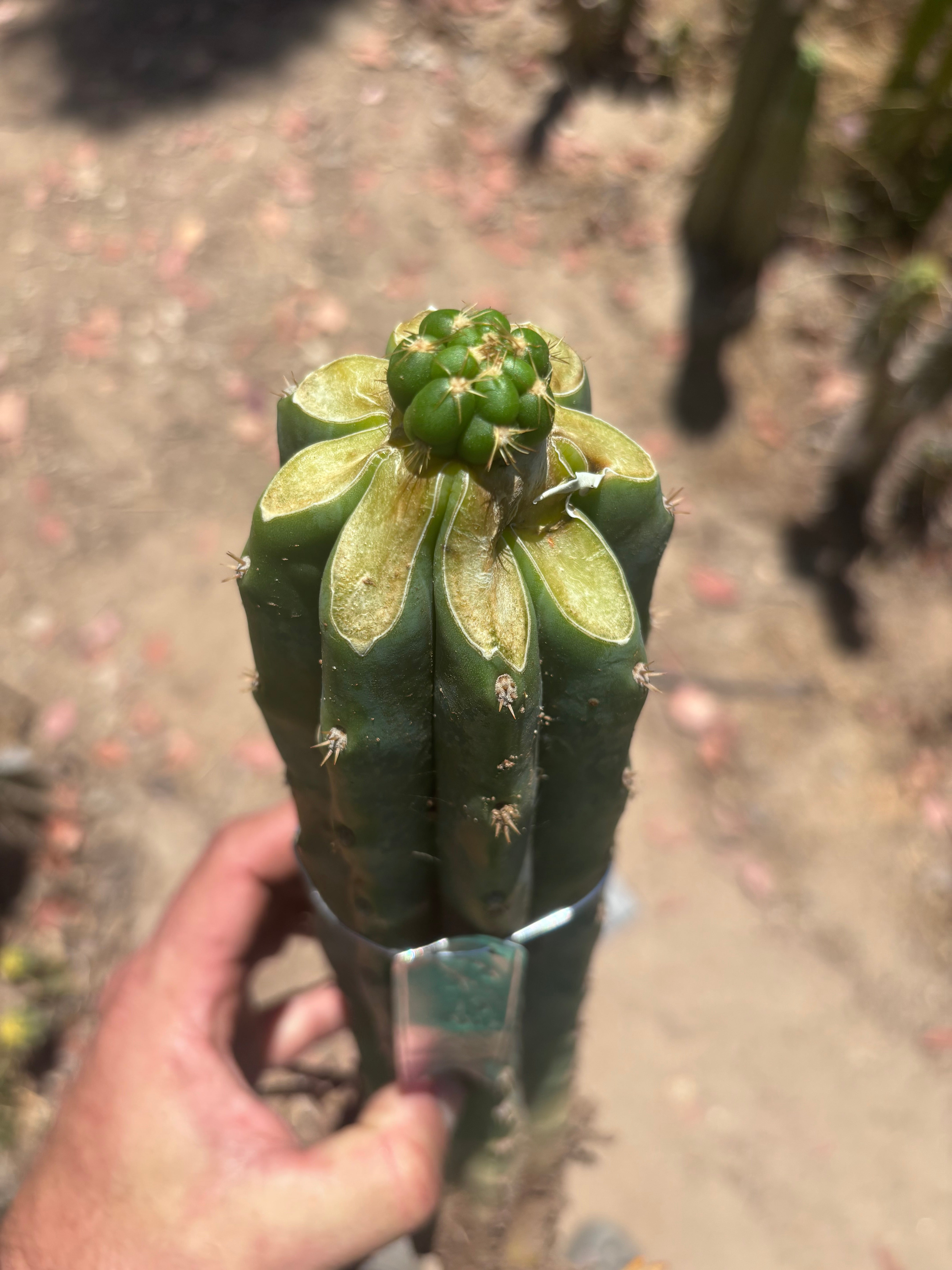 💎👑💎🌶️ CareBear — Fat Rooted Graft
