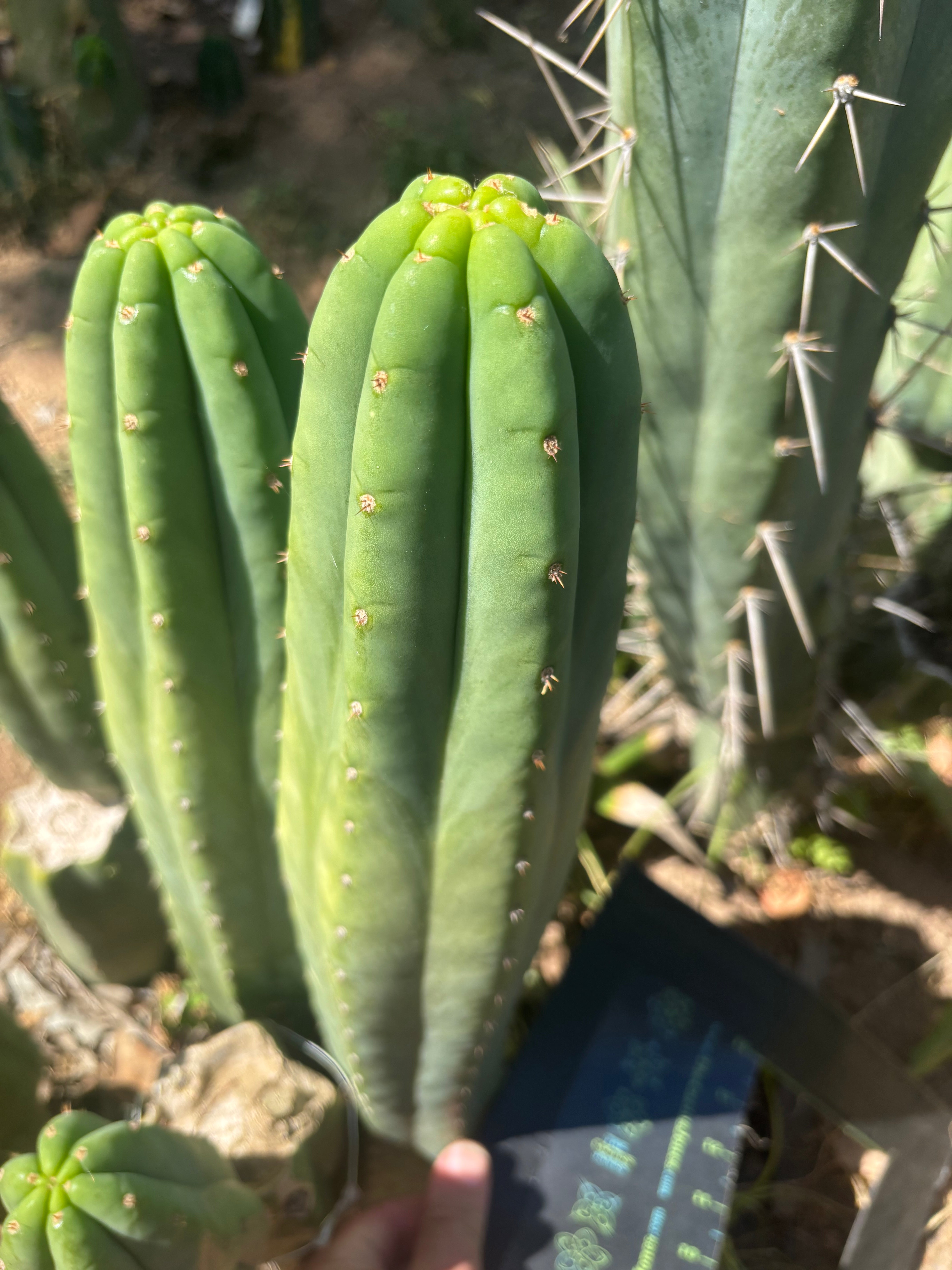 👑🌶️ Davy — XL 14” Tip