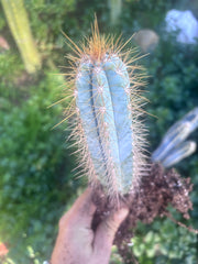 🎁 NEW Add On Freebie! — Pilosocereus, Rooted 8”-11”