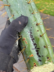 💎🌶️ SS02 x Yowie  — Massive 11” Tip