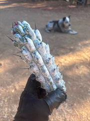 Stenocereus Beneckei — 10” Pup