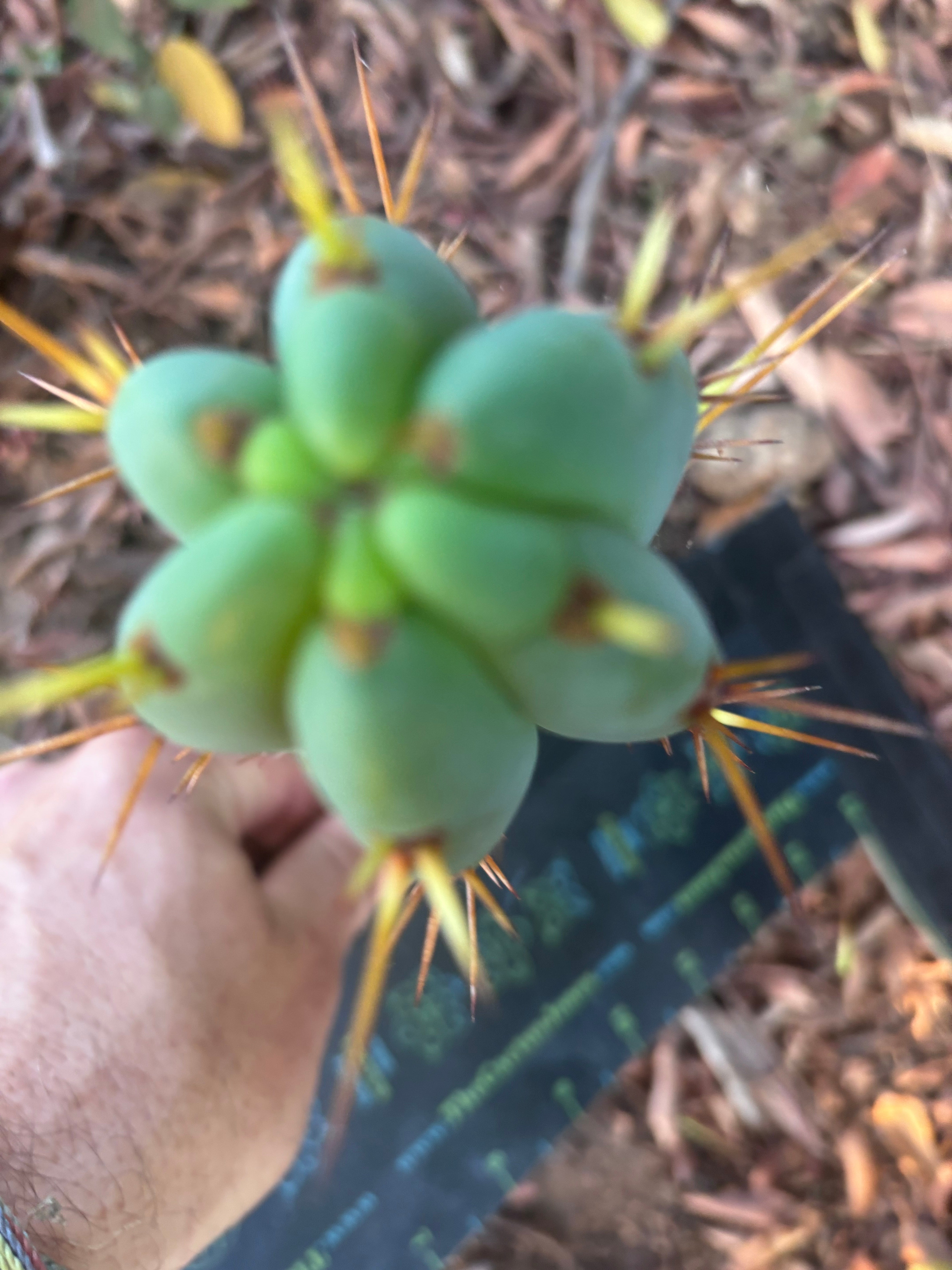 👑🌶️🌶️ Pala! — 8” Pup