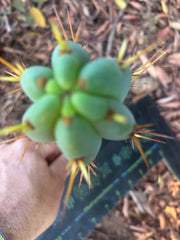 👑🌶️🌶️ Pala! — 8” Pup