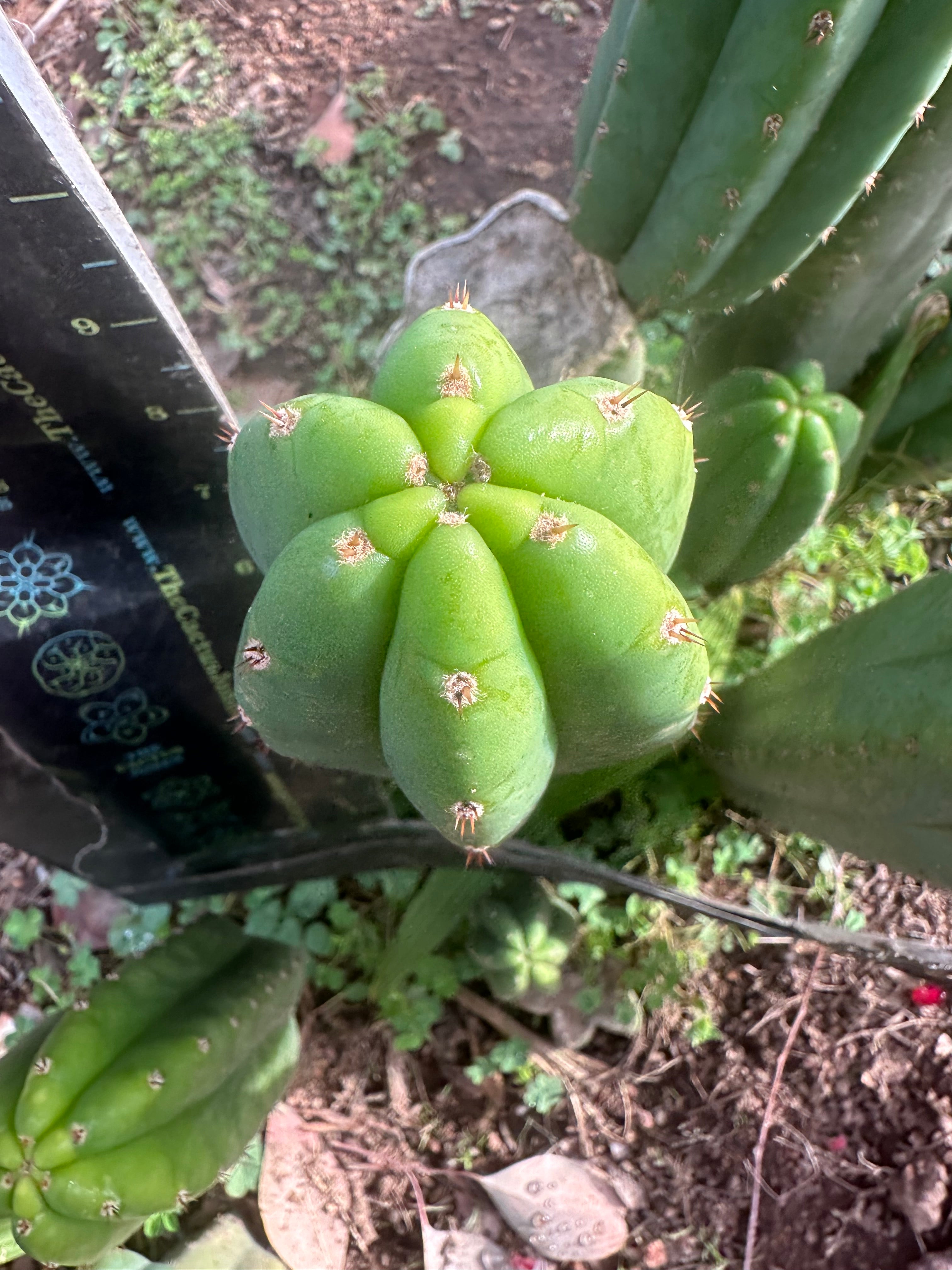👑🌶️ Davy — 10” Pup