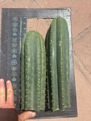 👑 LER — Lot of Two Tips — 13” and 10”