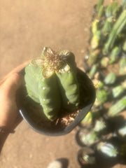 💎👑💎 T. Coquimbanus — Pup Graft on Rooted Scop