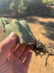 👑🌶️🌶️ Landfill — Small Rooted Mid