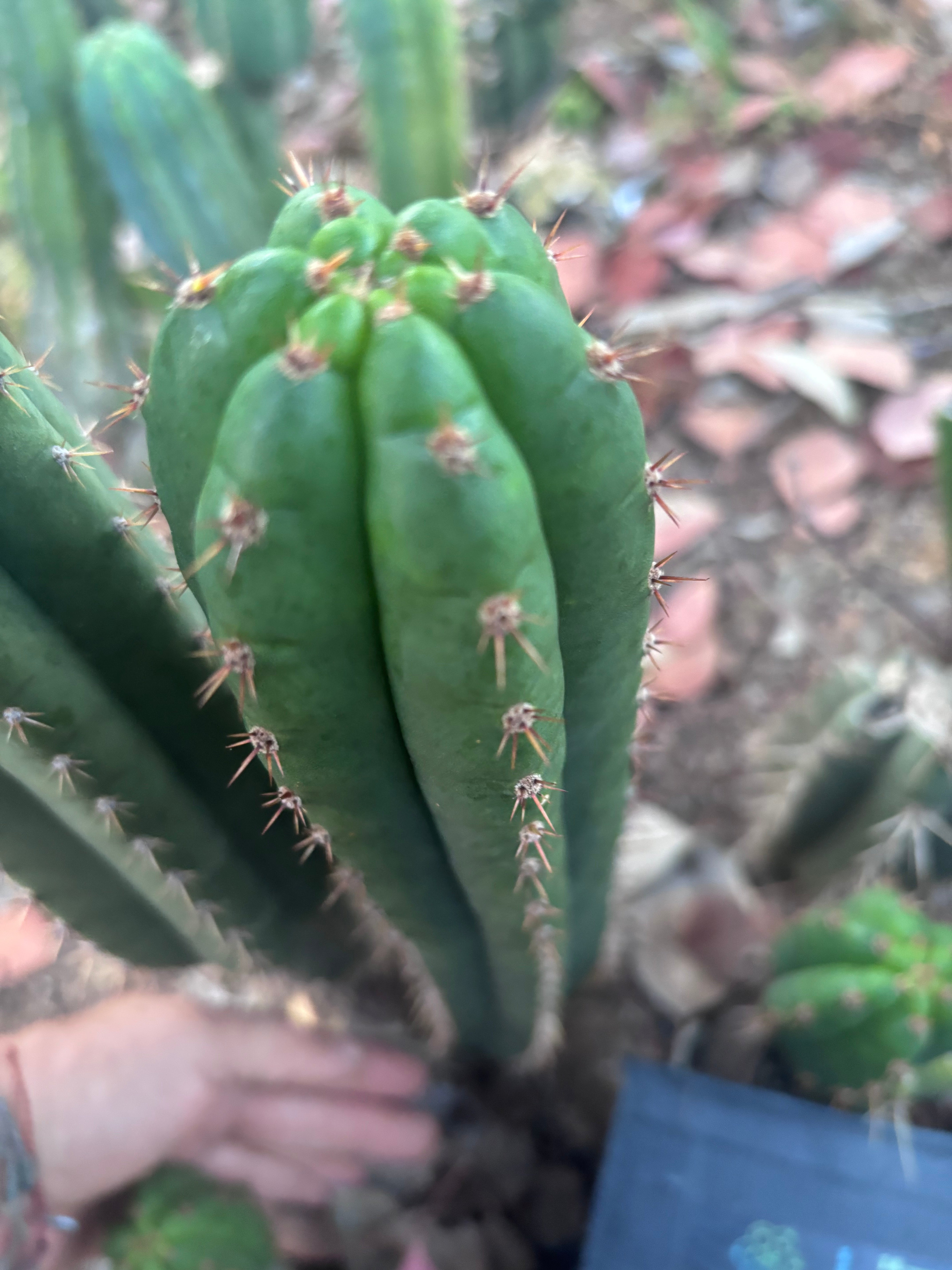 👑🌶️ Torres & Torres — 15” Pup