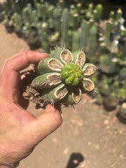 💎👑💎 Havran — Pup Graft on Rooted Shine01