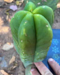 💎👑💎🌶️ Ferah! — 6.5” Pup