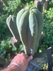 👑🌶️ Pierre — Chonky 12” Tip