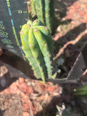 🌶️🌶️ NoidTwo — 11” Pup
